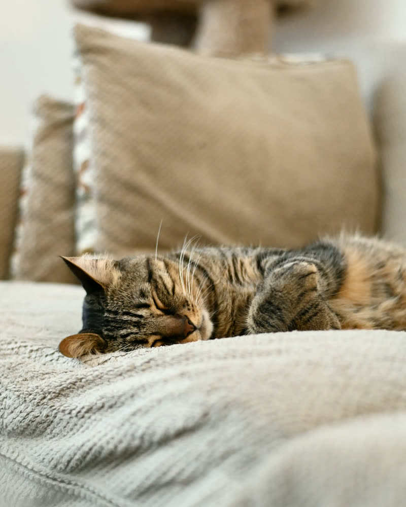 Linen Cushion Cover